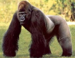 Gorilla